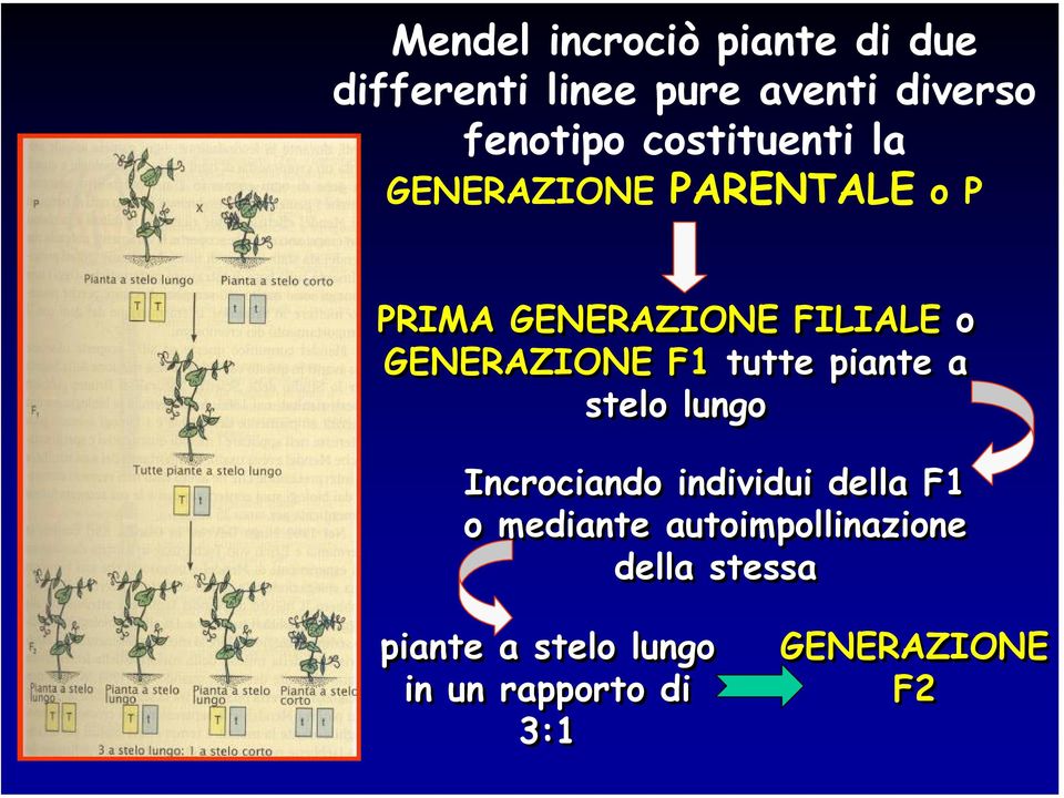 GENERAZIONE F1 tutte piante a stelo lungo Incrociando individui della F1 o