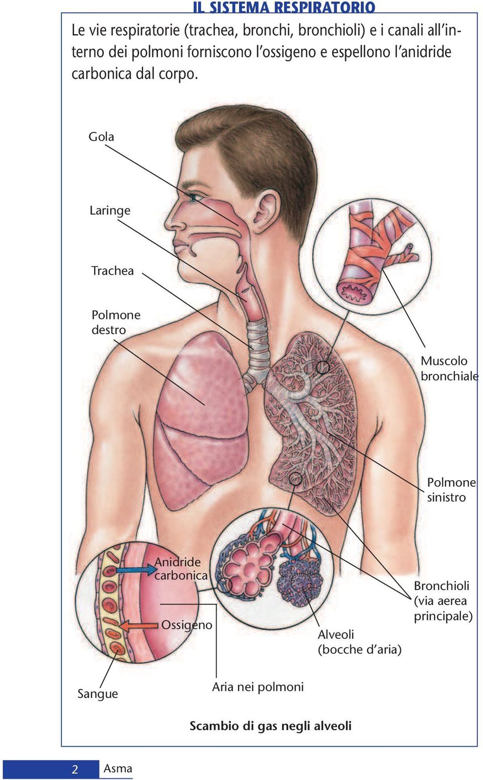 Gola Laringe Trachea Polmone destro Muscolo bronchiale Polmone sinistro Anidride carbonica