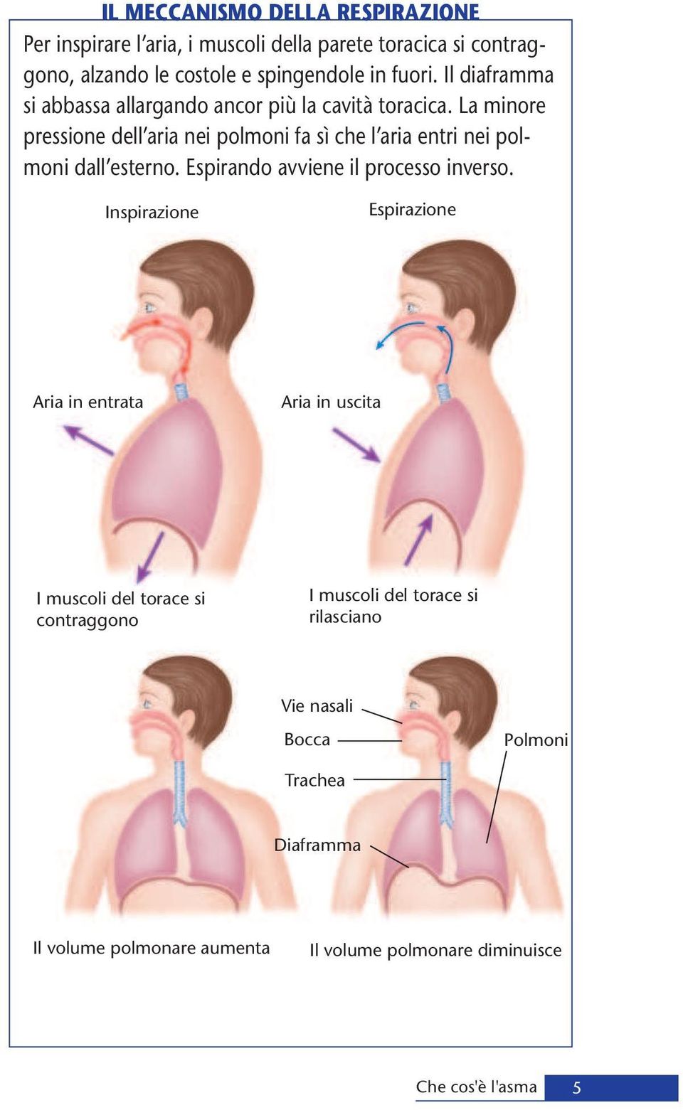 La minore pressione dell aria nei polmoni fa sì che l aria entri nei polmoni dall esterno. Espirando avviene il processo inverso.