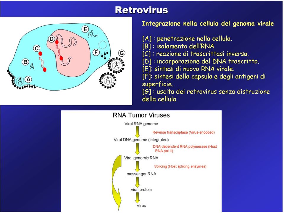 [D] : incorporazione del DNA trascritto. [E]: sintesi di nuovo RNA virale.