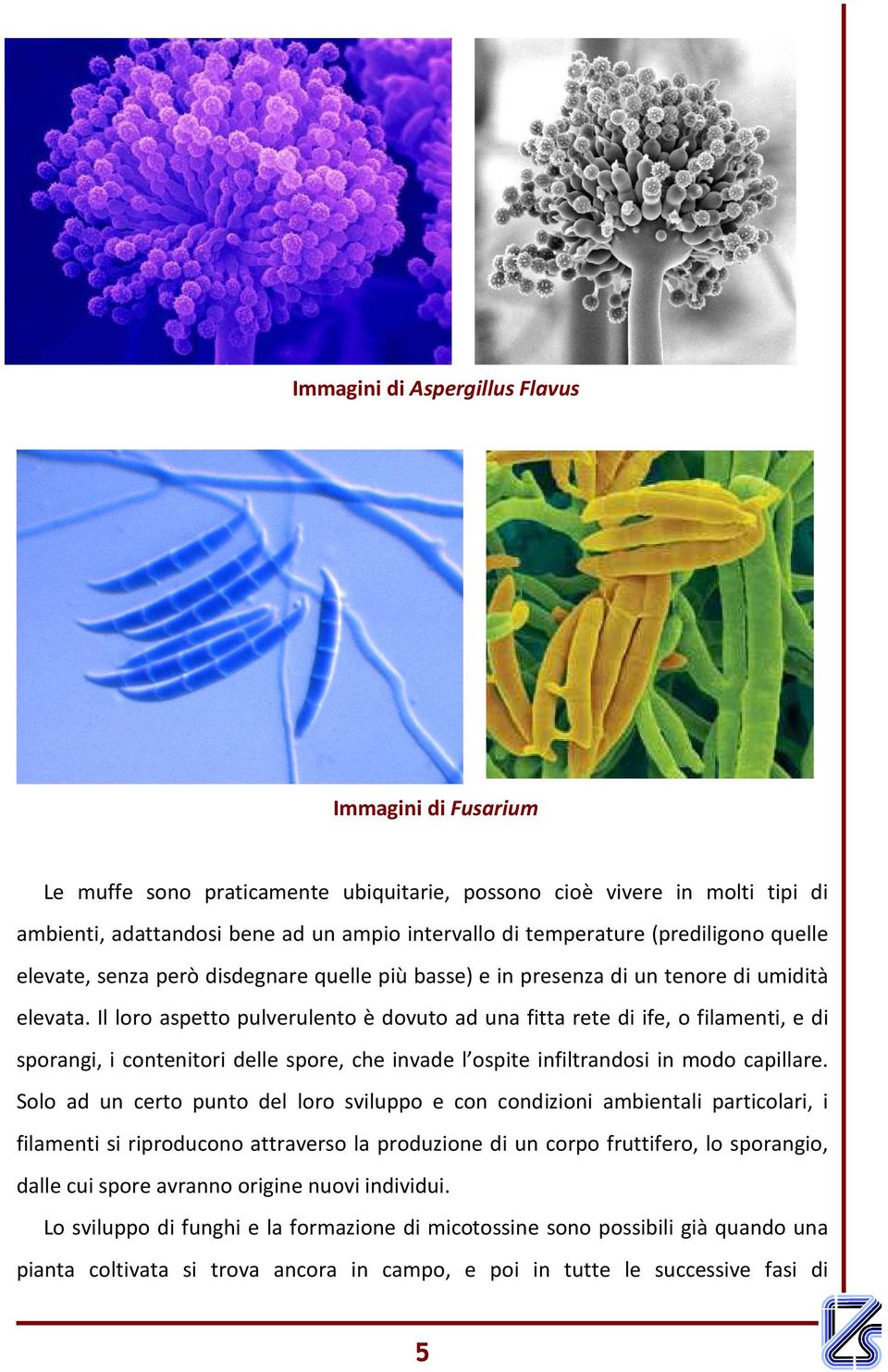 Il loro aspetto pulverulento è dovuto ad una fitta rete di ife, o filamenti, e di sporangi, i contenitori delle spore, che invade l ospite infiltrandosi in modo capillare.