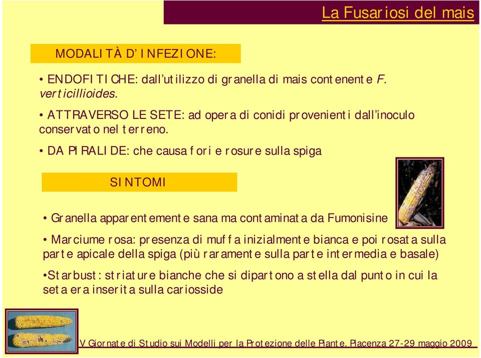 DA PIRALIDE: che causa fori e rosure sulla spiga SINTOMI Granella apparentemente sana ma contaminata da Fumonisine Marciume rosa: presenza di