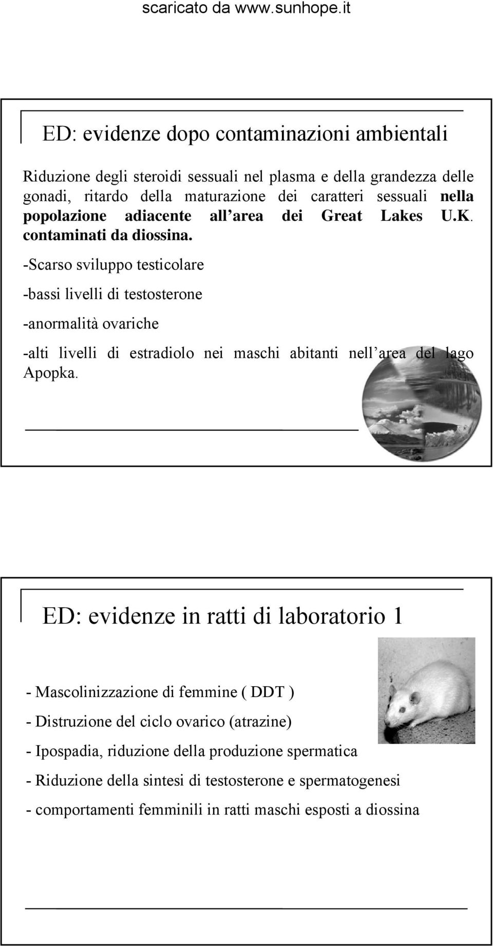 -Scarso sviluppo testicolare -bassi livelli di testosterone -anormalità ovariche -alti livelli di estradiolo nei maschi abitanti nell area del lago Apopka.