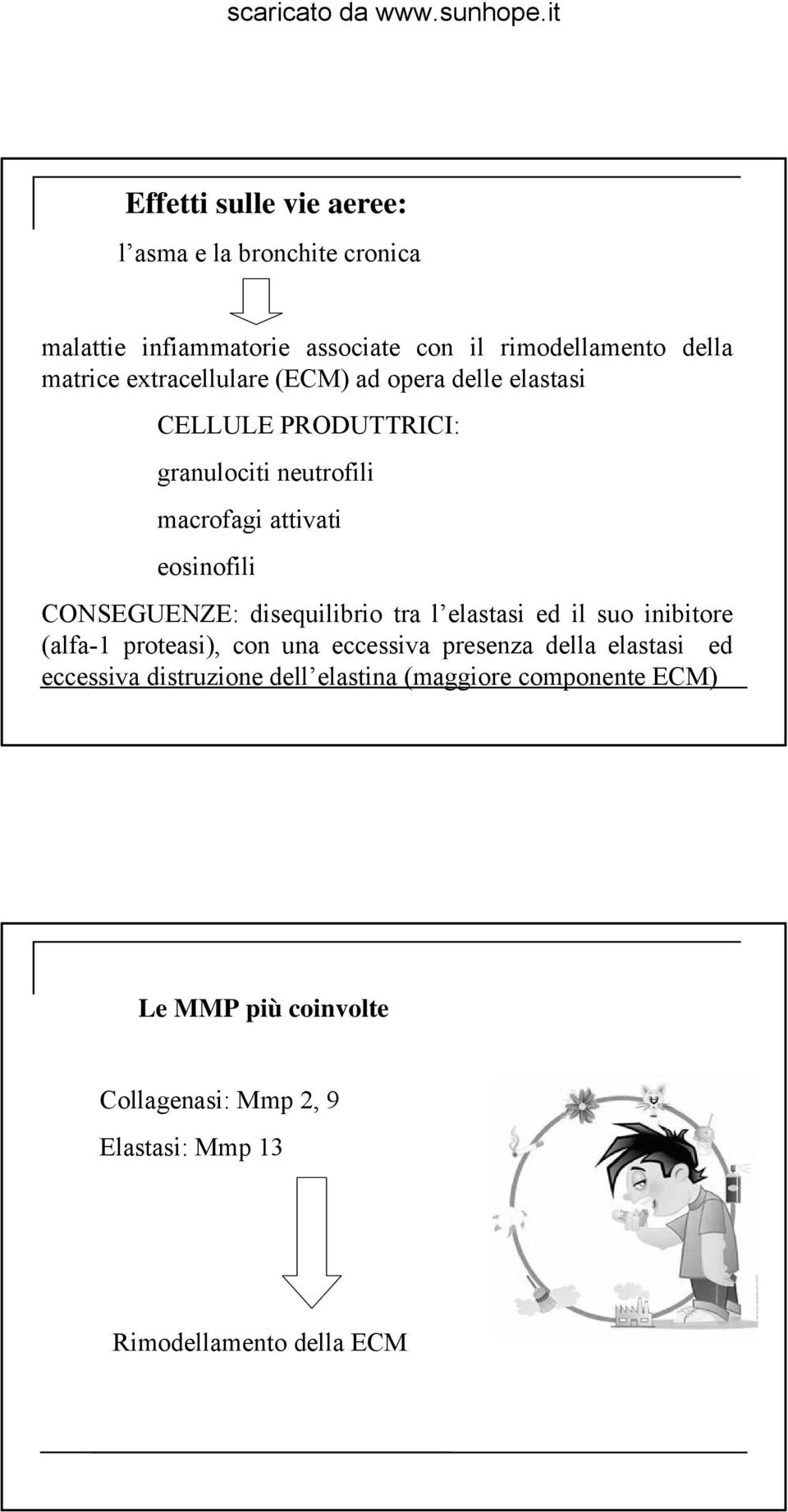 CONSEGUENZE: disequilibrio tra l elastasi ed il suo inibitore (alfa-1 proteasi), con una eccessiva presenza della elastasi ed