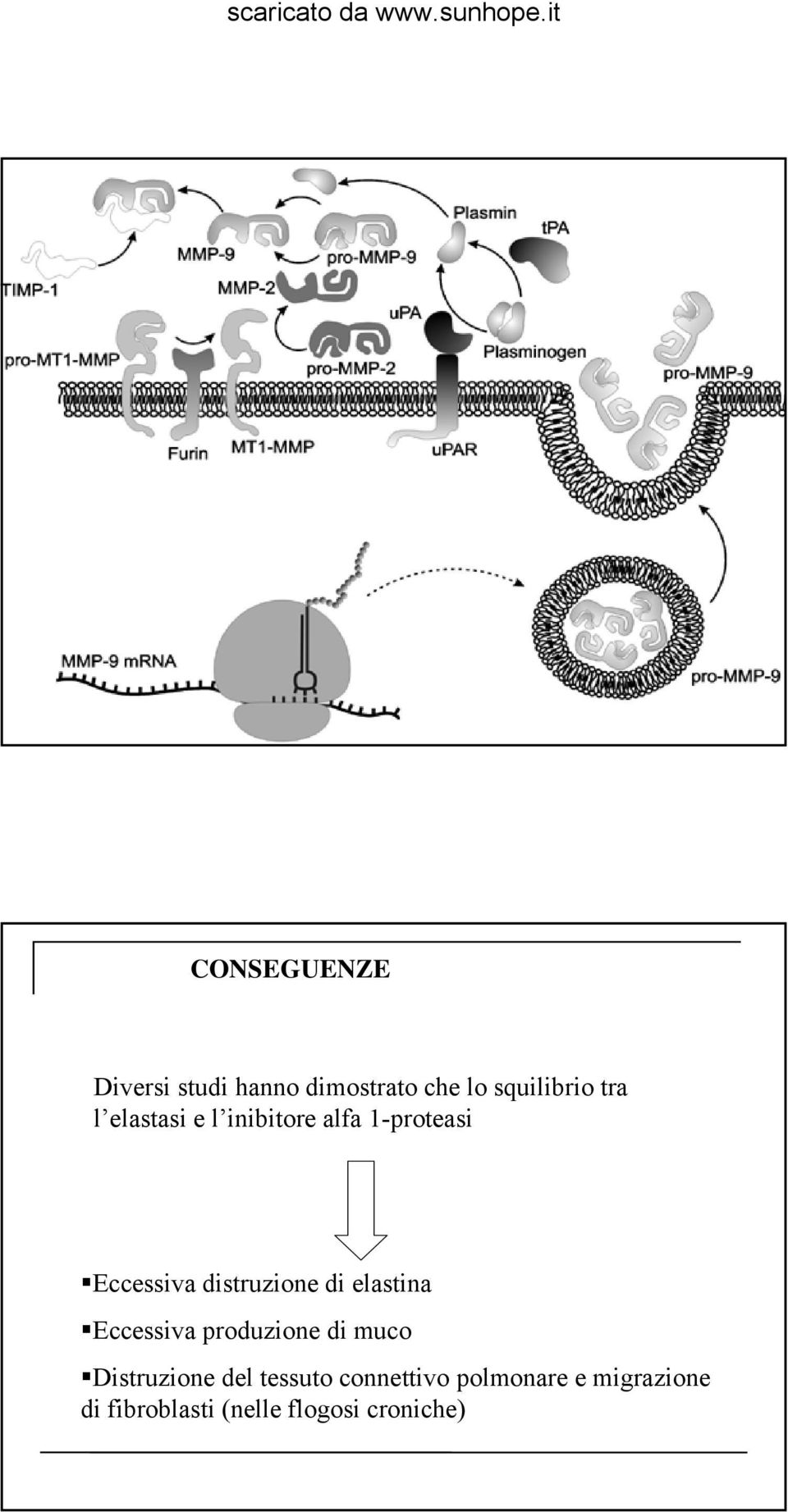 elastina Eccessiva produzione di muco Distruzione del tessuto