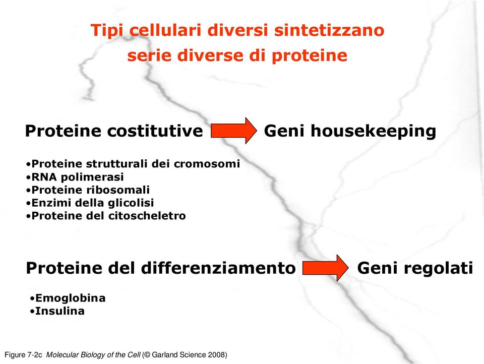 Enzimi della glicolisi Proteine del citoscheletro Proteine del differenziamento Geni