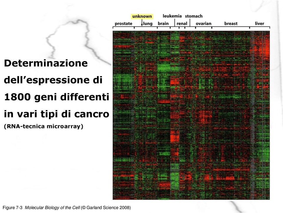 (RNA-tecnica microarray) Figure 7-3