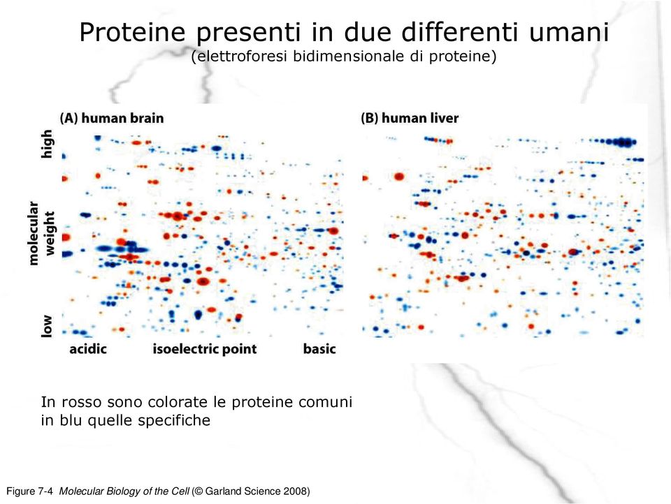 sono colorate le proteine comuni in blu quelle