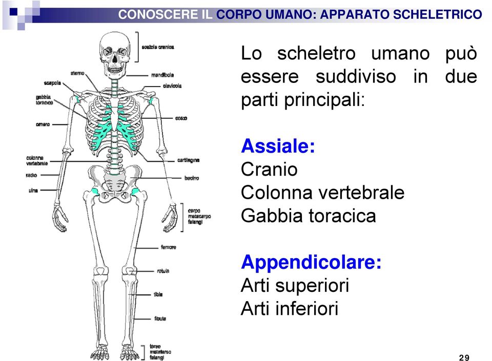 Colonna vertebrale Gabbia toracica
