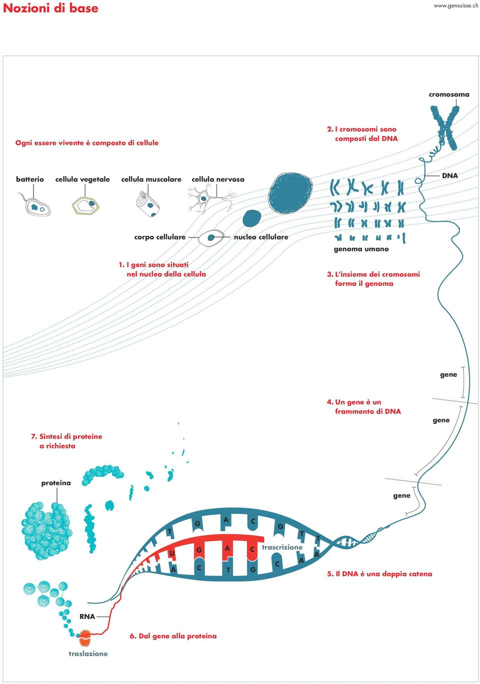I geni sono situati nel nucleo della cellula nucleo cellulare genoma umano 3. L insieme dei cromosomi forma il genoma gene 4.