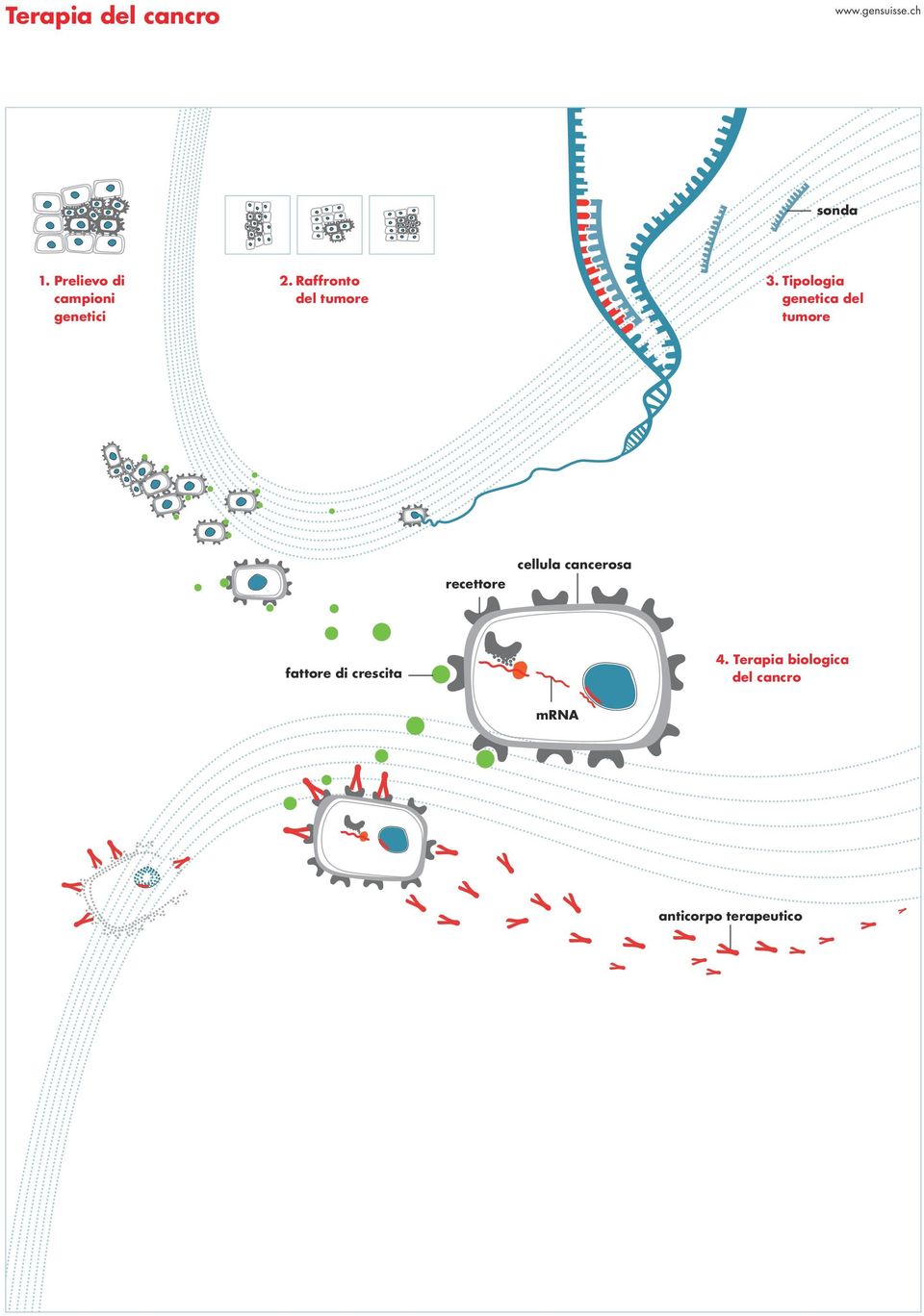Tipologia genetica del tumore recettore cellula