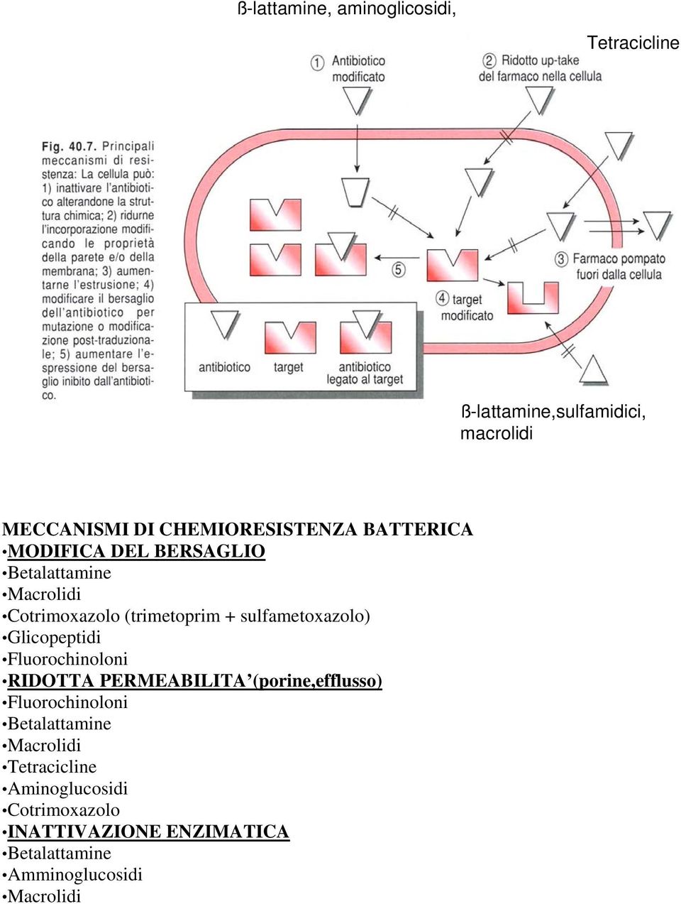 sulfametoxazolo) Glicopeptidi Fluorochinoloni RIDOTTA PERMEABILITA (porine,efflusso) Fluorochinoloni