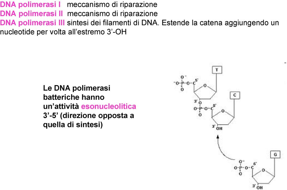 Estende la catena aggiungendo un nucleotide per volta all estremo 3 -OH Le DNA