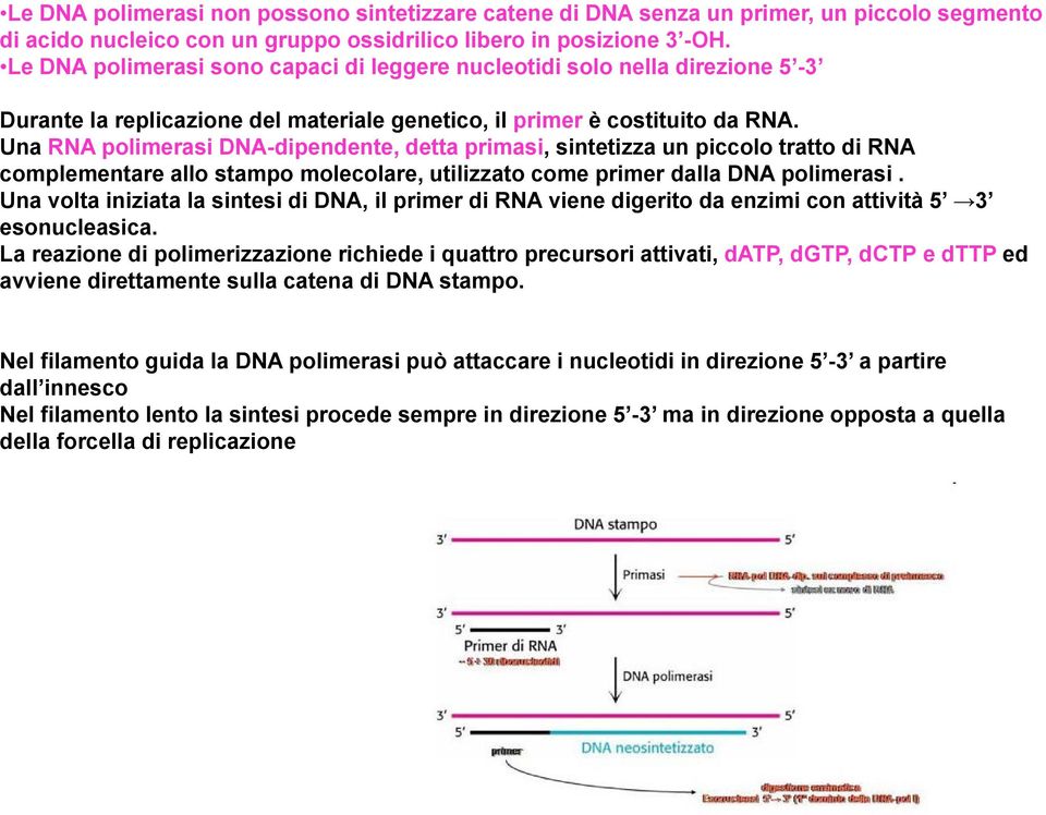 Una RNA polimerasi DNA-dipendente, detta primasi, sintetizza un piccolo tratto di RNA complementare allo stampo molecolare, utilizzato come primer dalla DNA polimerasi.