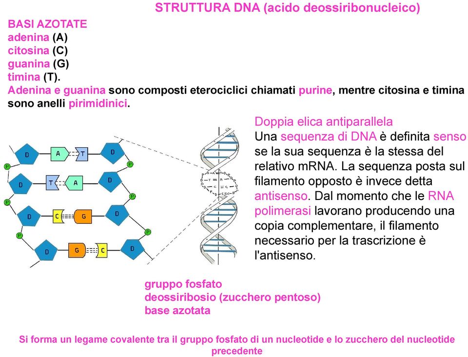 Doppia elica antiparallela Una sequenza di DNA è definita senso se la sua sequenza è la stessa del relativo mrna.