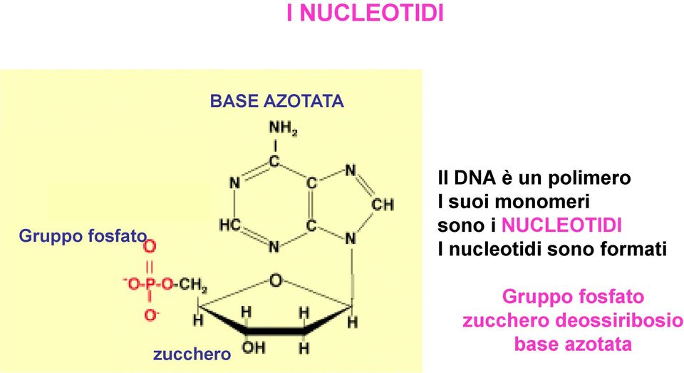 NUCLEOTIDI I nucleotidi sono formati zucchero