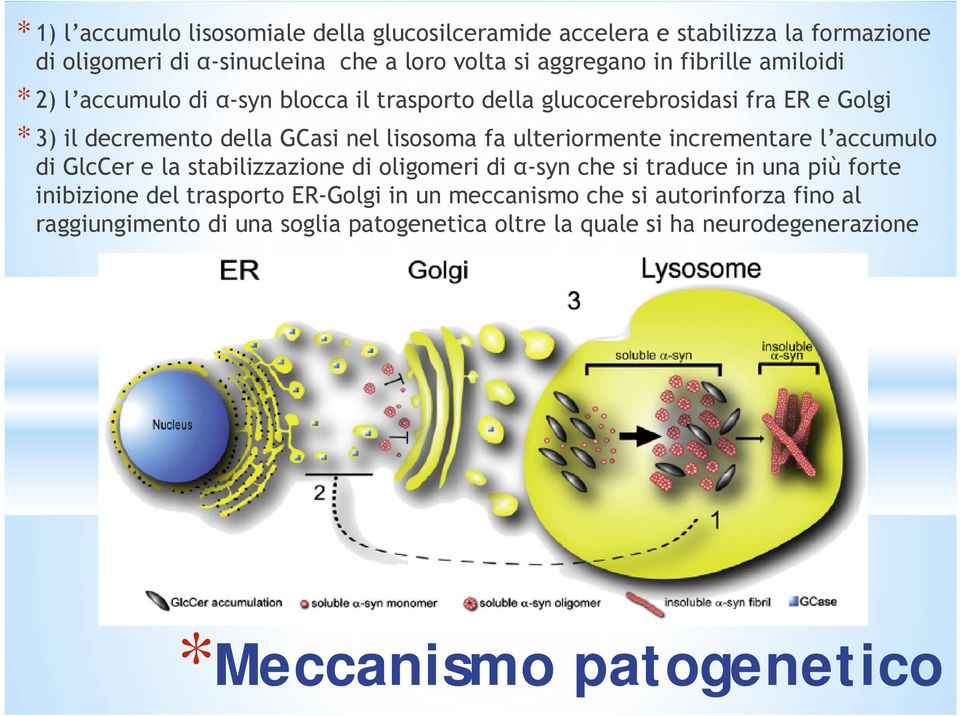 ulteriormente incrementare l accumulo di GlcCer e la stabilizzazione di oligomeri di α-syn che si traduce in una più forte inibizione del trasporto