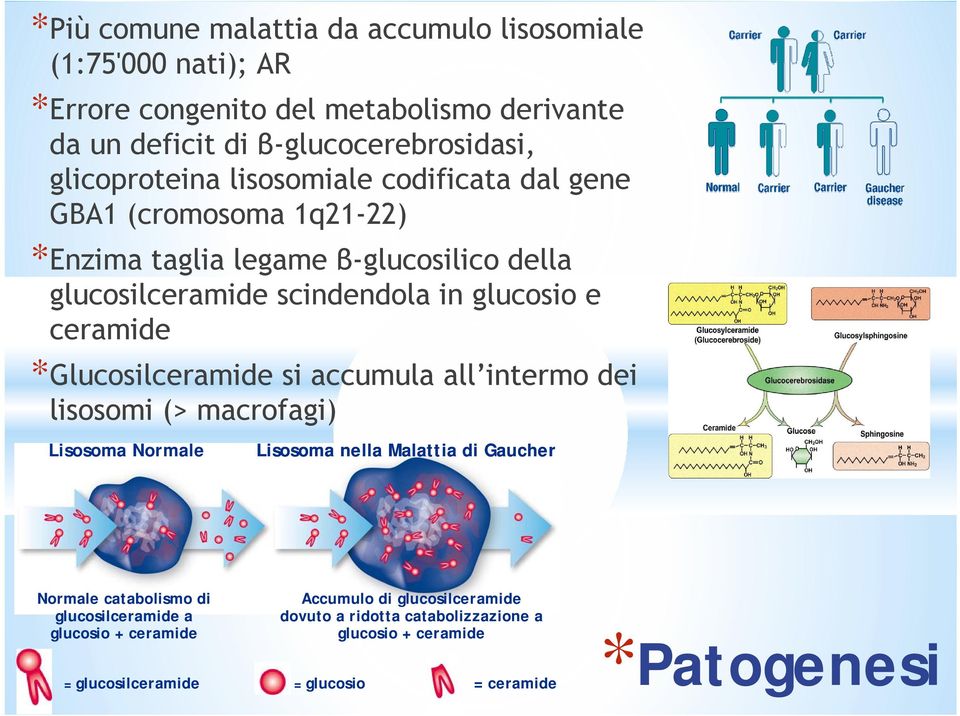 ceramide *Glucosilceramide si accumula all intermo dei lisosomi (> macrofagi) Lisosoma Normale Lisosoma nella Malattia di Gaucher Normale catabolismo di