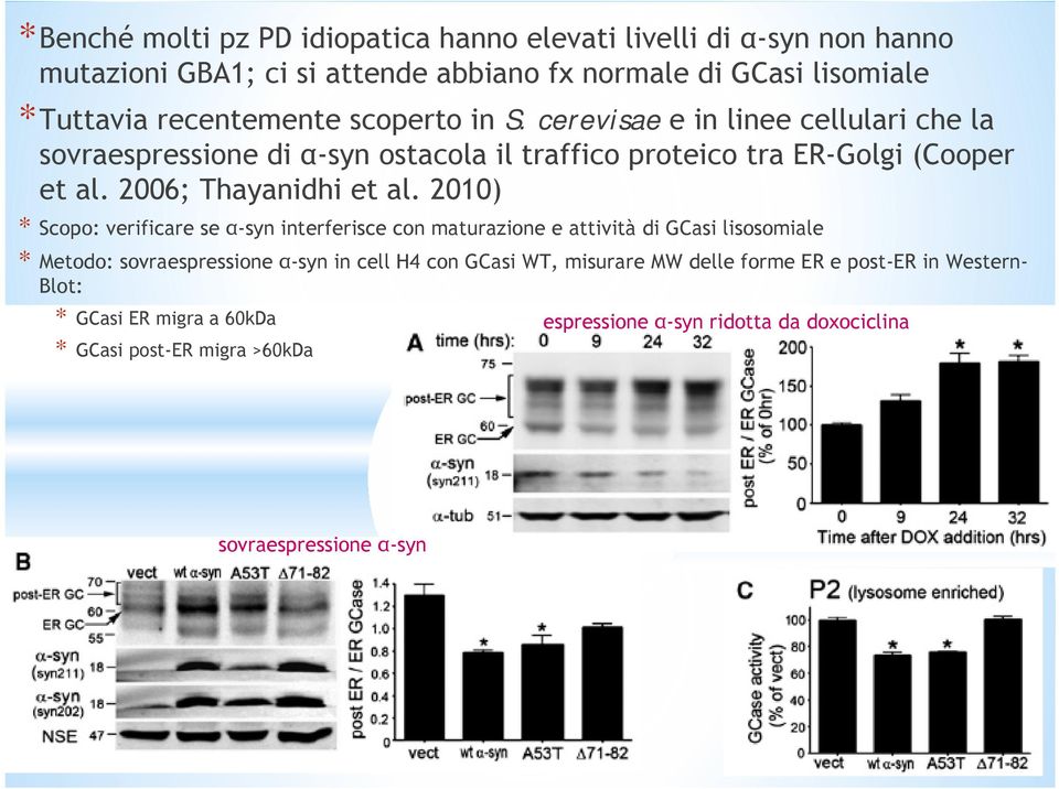 2010) * Scopo: verificare se α-syn interferisce con maturazione e attività di GCasi lisosomiale * Metodo: sovraespressione α-syn in cell H4 con GCasi WT, misurare