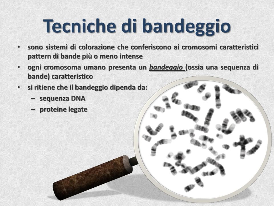 cromosoma umano presenta un bandeggio (ossia una sequenza di bande)