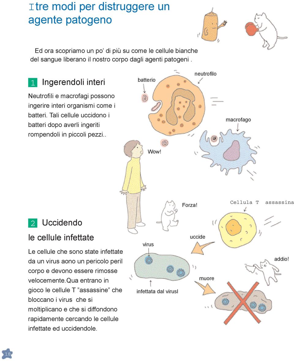 Tali cellule uccidono i batteri dopo averli ingeriti rompendoli in piccoli pezzi.. macrofago Wow! Forza!