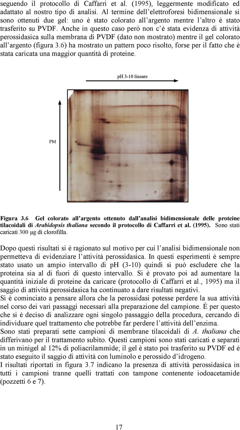 Anche in questo caso però non c è stata evidenza di attività perossidasica sulla membrana di PVDF (dato non mostrato) mentre il gel colorato all argento (figura 3.