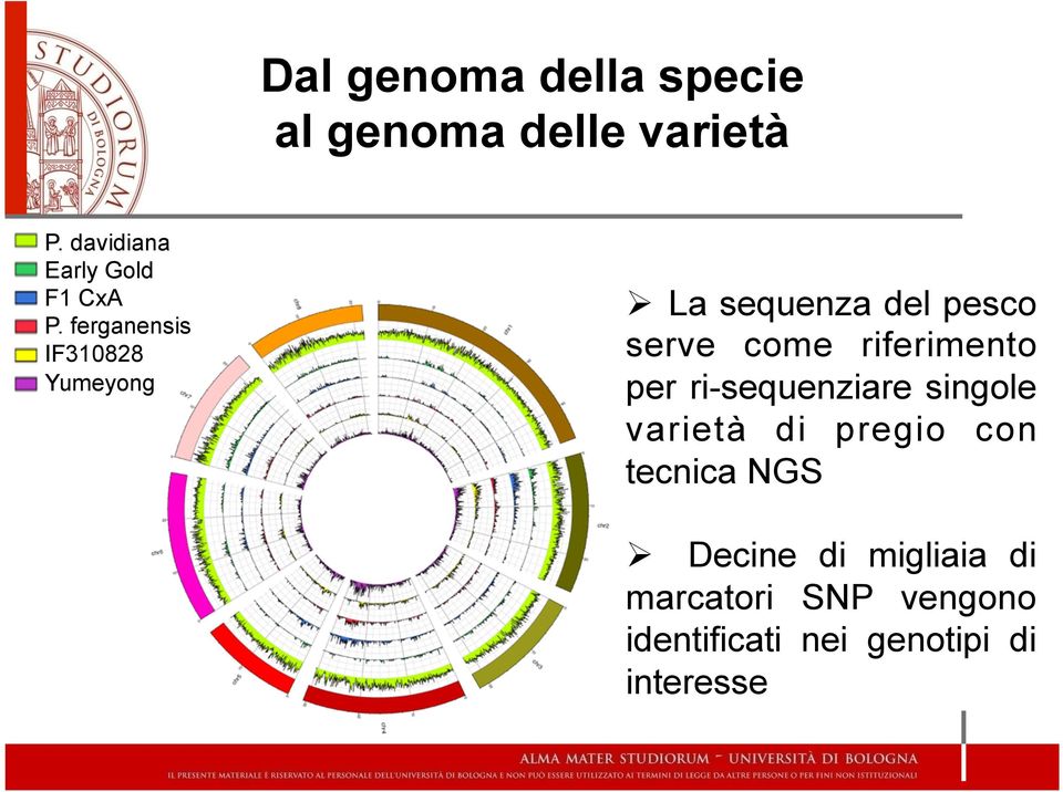 ferganensis IF31828 Yumeyong Ø La sequenza del pesco serve come riferimento