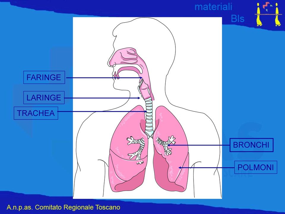 TRACHEA