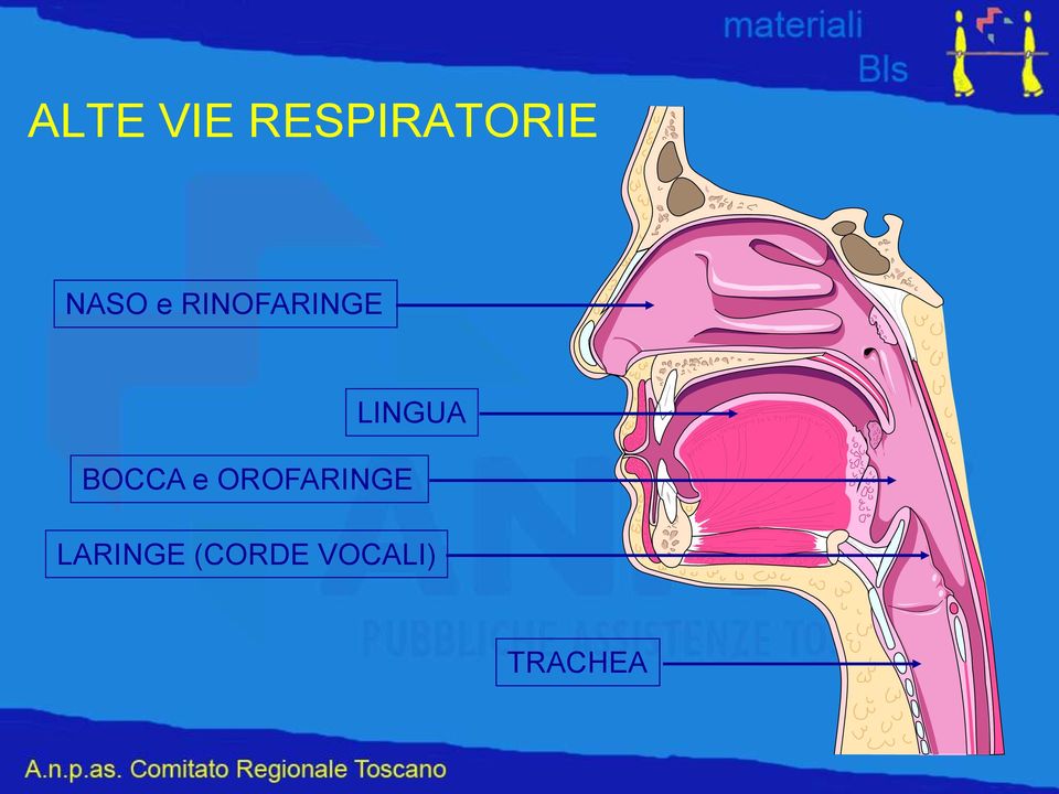 LINGUA BOCCA e