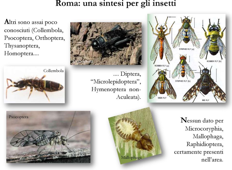 .. Diptera, Microlepidoptera, Hymenoptera non- Aculeata).