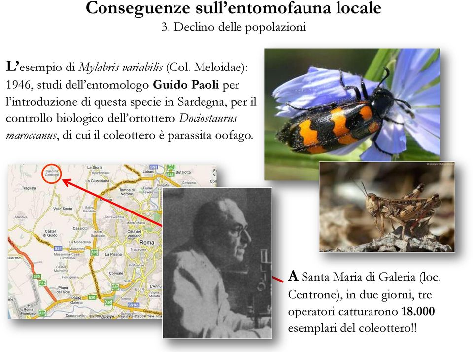 controllo biologico dell ortottero Dociostaurus maroccanus, di cui il coleottero è parassita oofago.