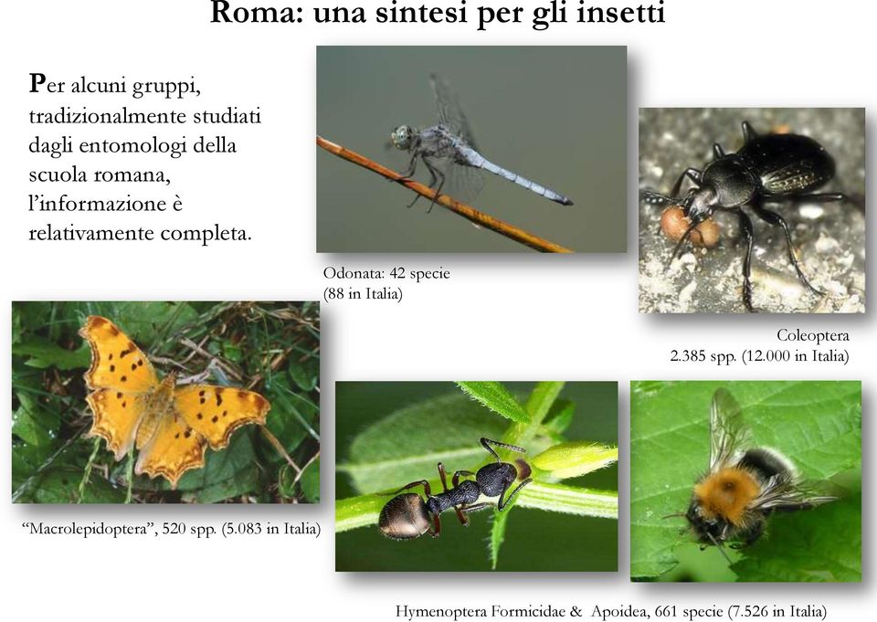 Odonata: 42 specie (88 in Italia) Coleoptera 2.385 spp. (12.