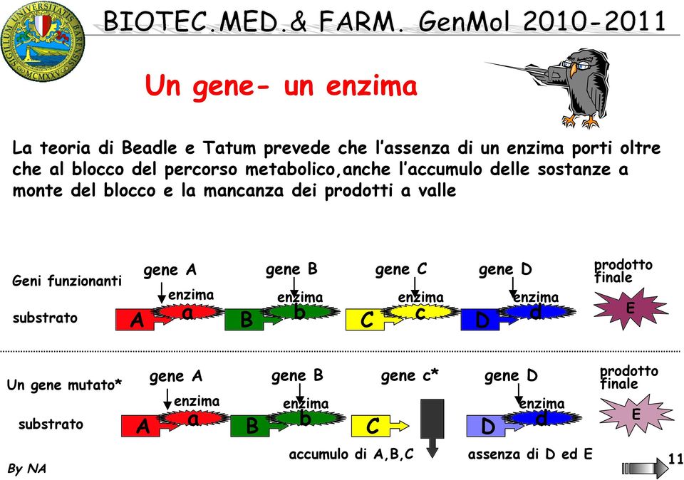 gene B gene C gene D enzima substrato A a B enzima b C enzima c D enzima d prodotto finale E Un gene mutato* substrato A