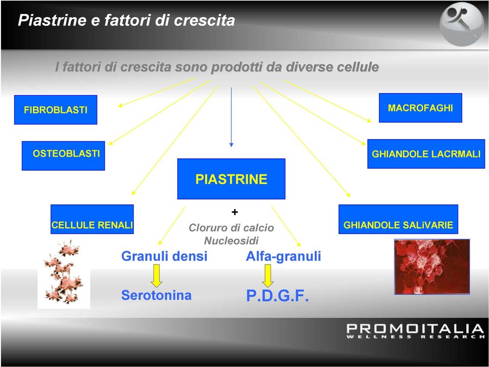 GHIANDOLE LACRMALI PIASTRINE CELLULE RENALI Granuli densi +