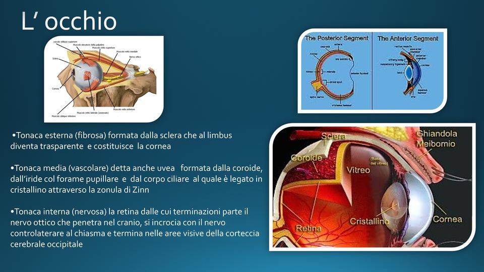 cristallino attraverso la zonula di Zinn Tonaca interna (nervosa) la retina dalle cui terminazioni parte il nervo ottico che