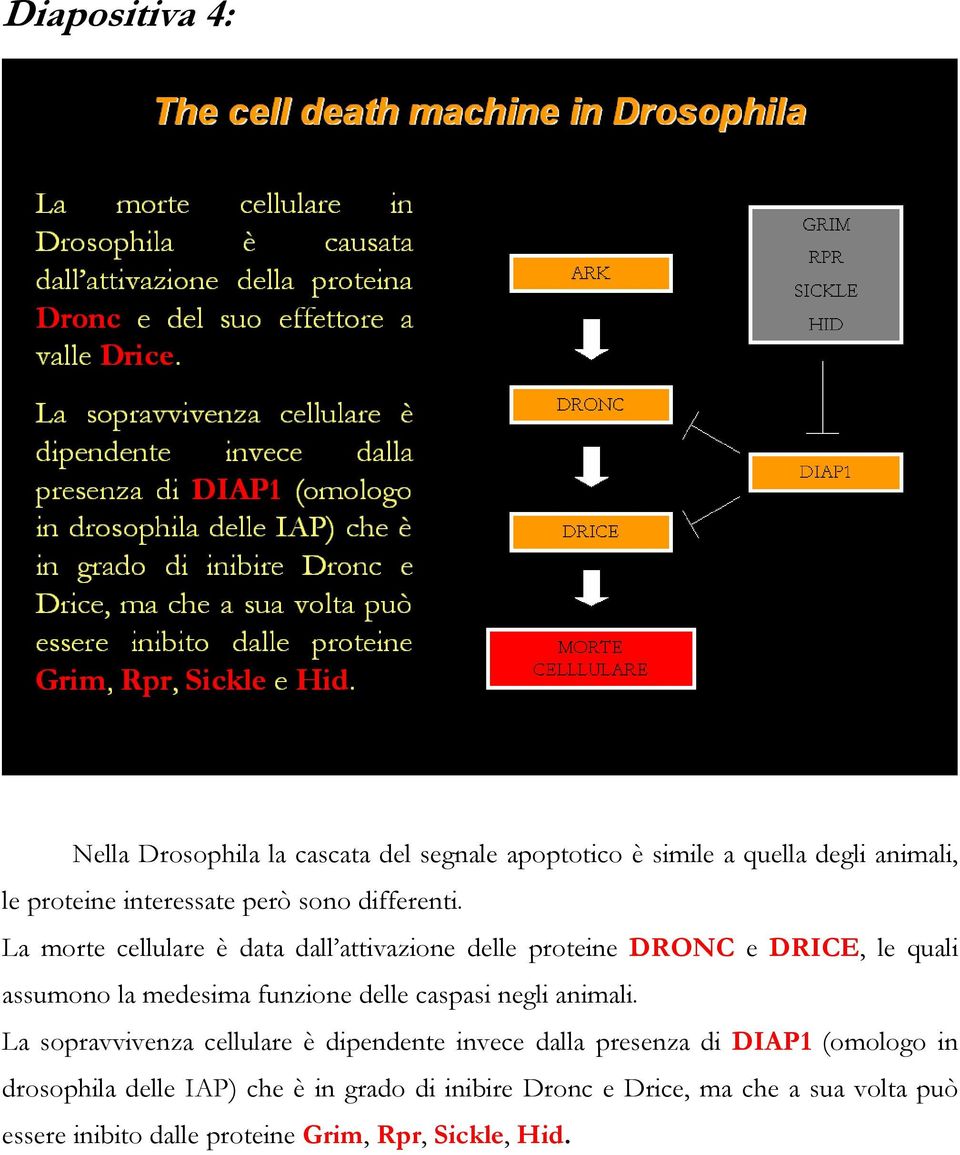 La morte cellulare è data dall attivazione delle proteine DRONC e DRICE, le quali assumono la medesima funzione delle caspasi