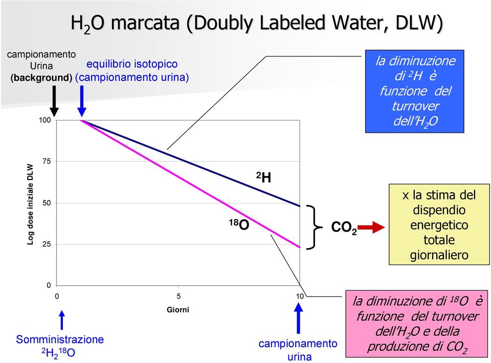 25 2 H 18 O CO 2 x la stima del dispendio energetico totale giornaliero 0 0 5 10 Somministrazione 2 H 2 18