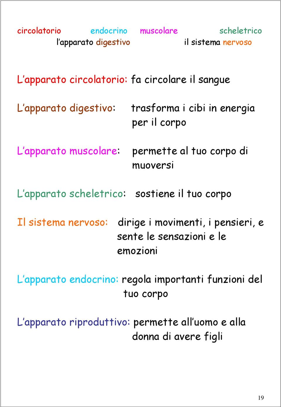 apparato scheletrico: sostiene il tuo corpo Il sistema nervoso: dirige i movimenti, i pensieri, e sente le sensazioni e le