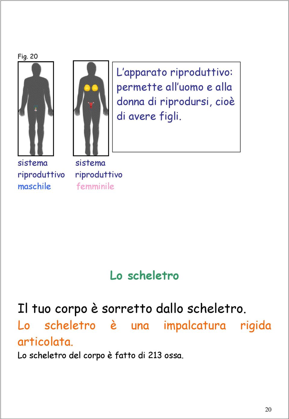 sistema riproduttivo maschile sistema riproduttivo femminile Lo scheletro Il