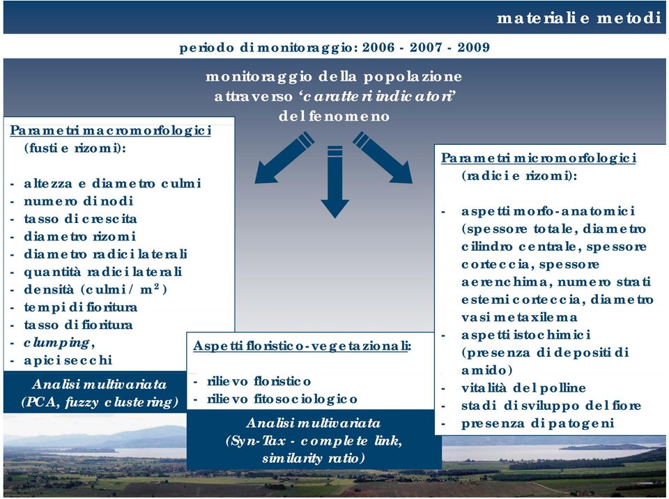 clumping, Aspetti floristico-vegetazionali: - apici secchi Analisi multivariata - rilievo floristico (PCA, fuzzy clustering) - rilievo fitosociologico Analisi multivariata (Syn-Tax - complete link,