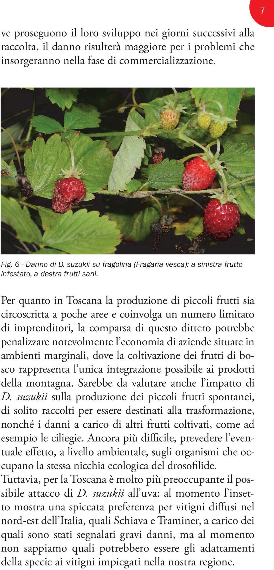 Per quanto in Toscana la produzione di piccoli frutti sia circoscritta a poche aree e coinvolga un numero limitato di imprenditori, la comparsa di questo dittero potrebbe penalizzare notevolmente l