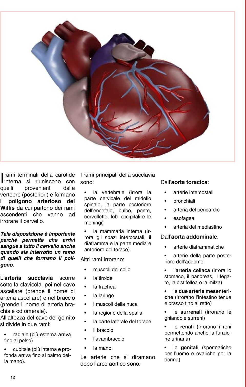 L arteria succlavia scorre sotto la clavicola, poi nel cavo ascellare (prende il nome di arteria ascellare) e nel braccio (prende il nome di arteria brachiale od omerale).