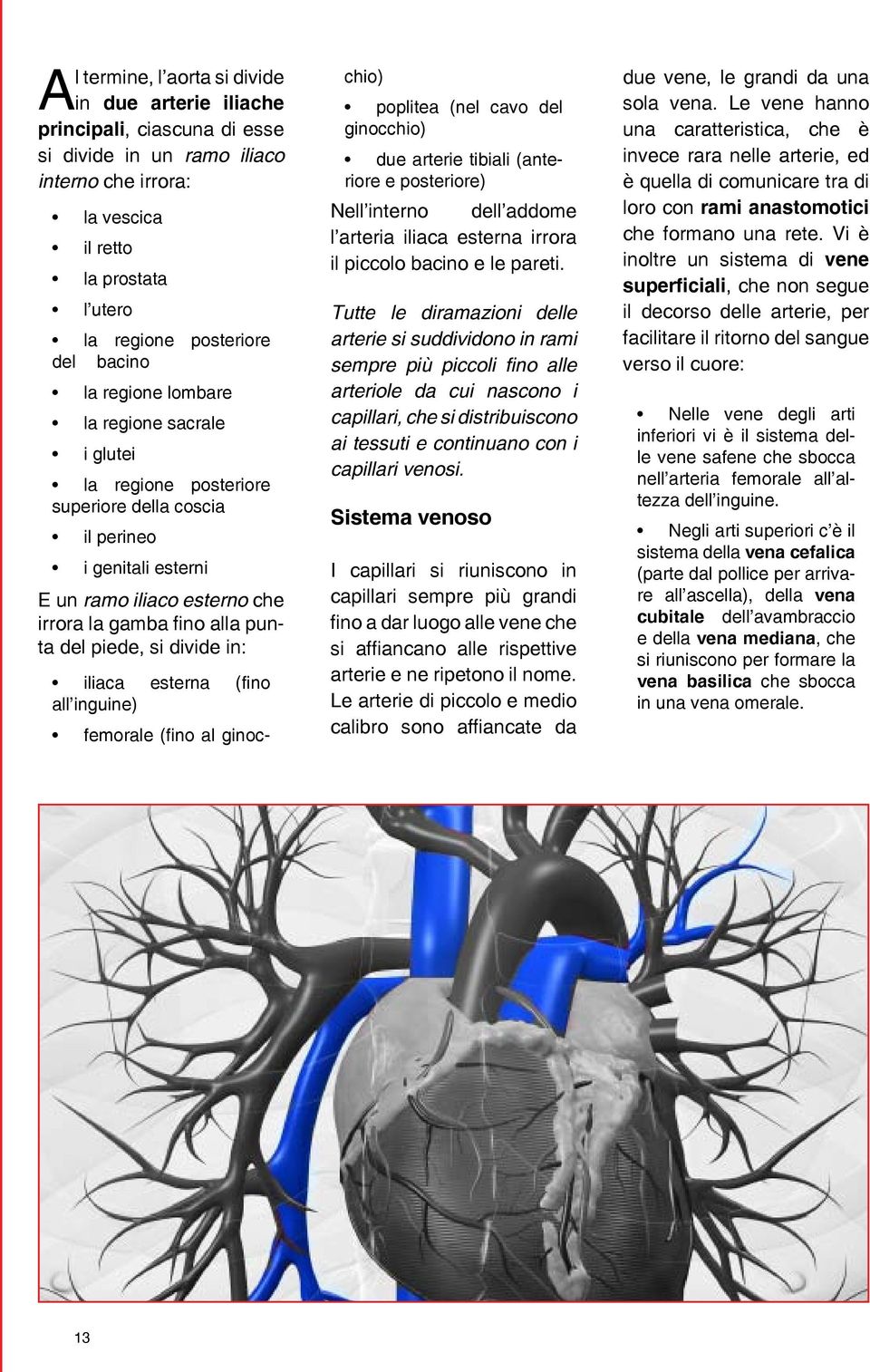 piede, si divide in: iliaca esterna (fino all inguine) femorale (fino al ginocchio) poplitea (nel cavo del ginocchio) due arterie tibiali (anteriore e posteriore) Nell interno dell addome l arteria