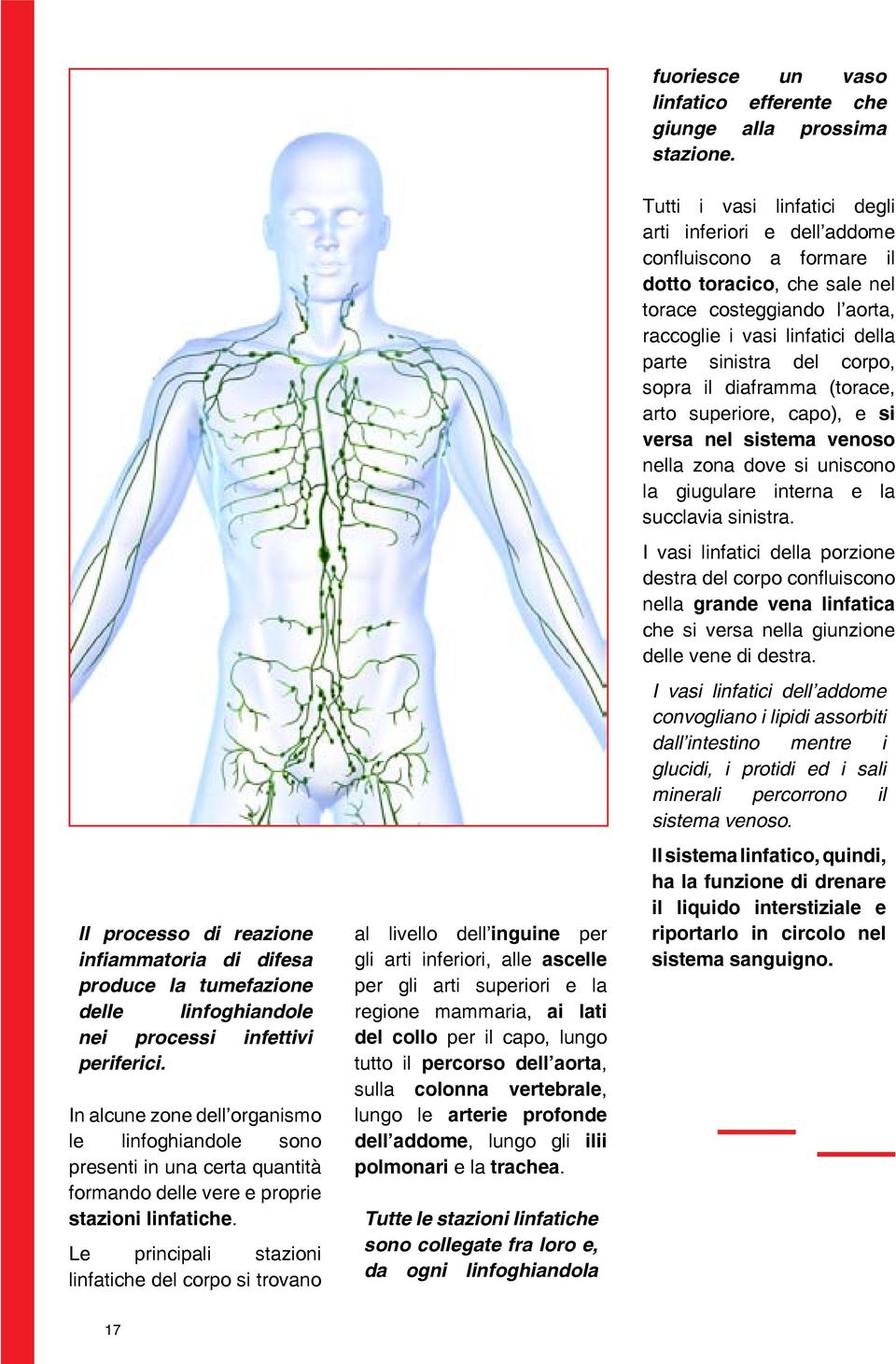 Le principali stazioni linfatiche del corpo si trovano al livello dell inguine per gli arti inferiori, alle ascelle per gli arti superiori e la regione mammaria, ai lati del collo per il capo, lungo