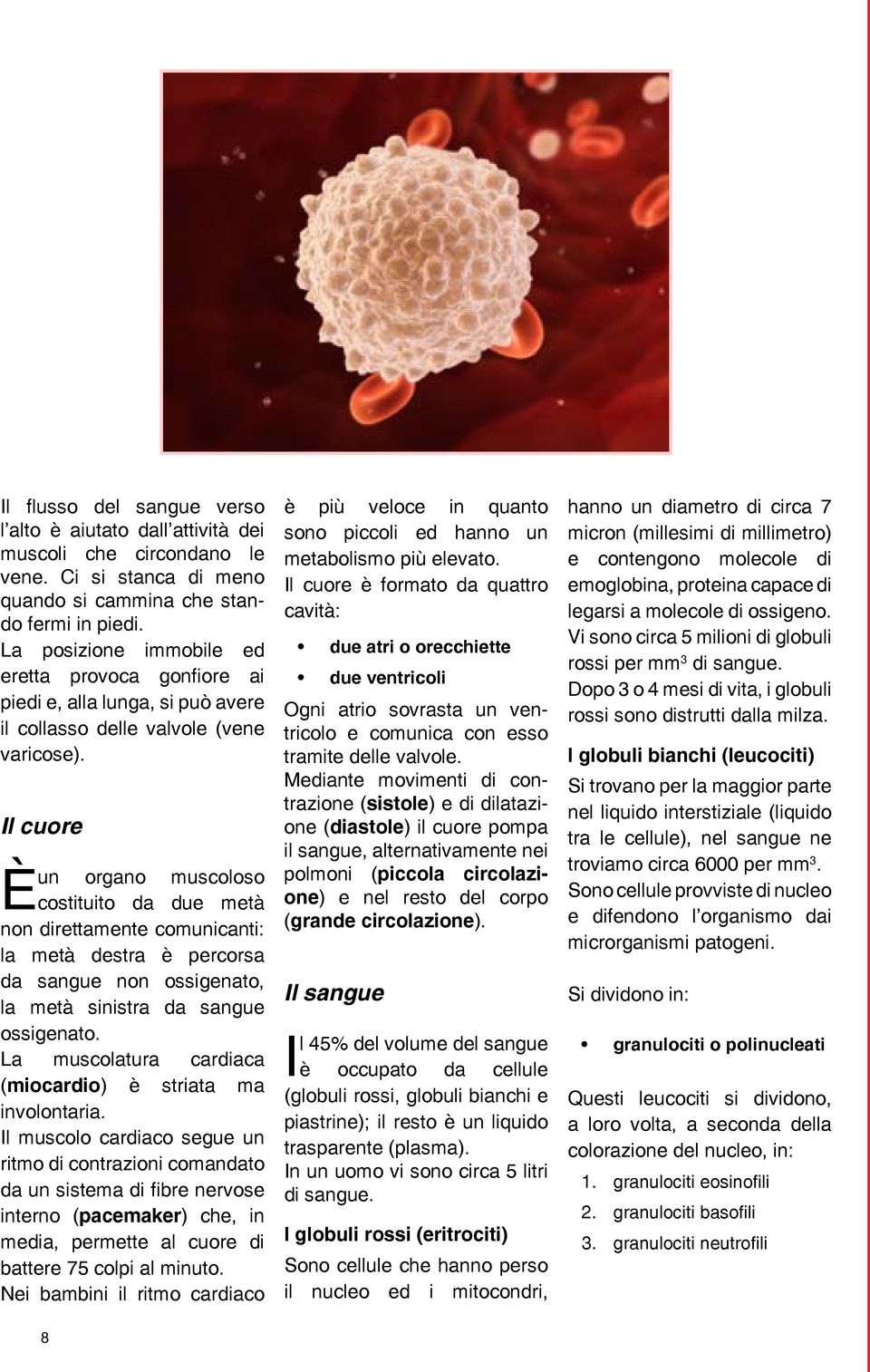 Il cuore un organo muscoloso È costituito da due metà non direttamente comunicanti: la metà destra è percorsa da sangue non ossigenato, la metà sinistra da sangue ossigenato.