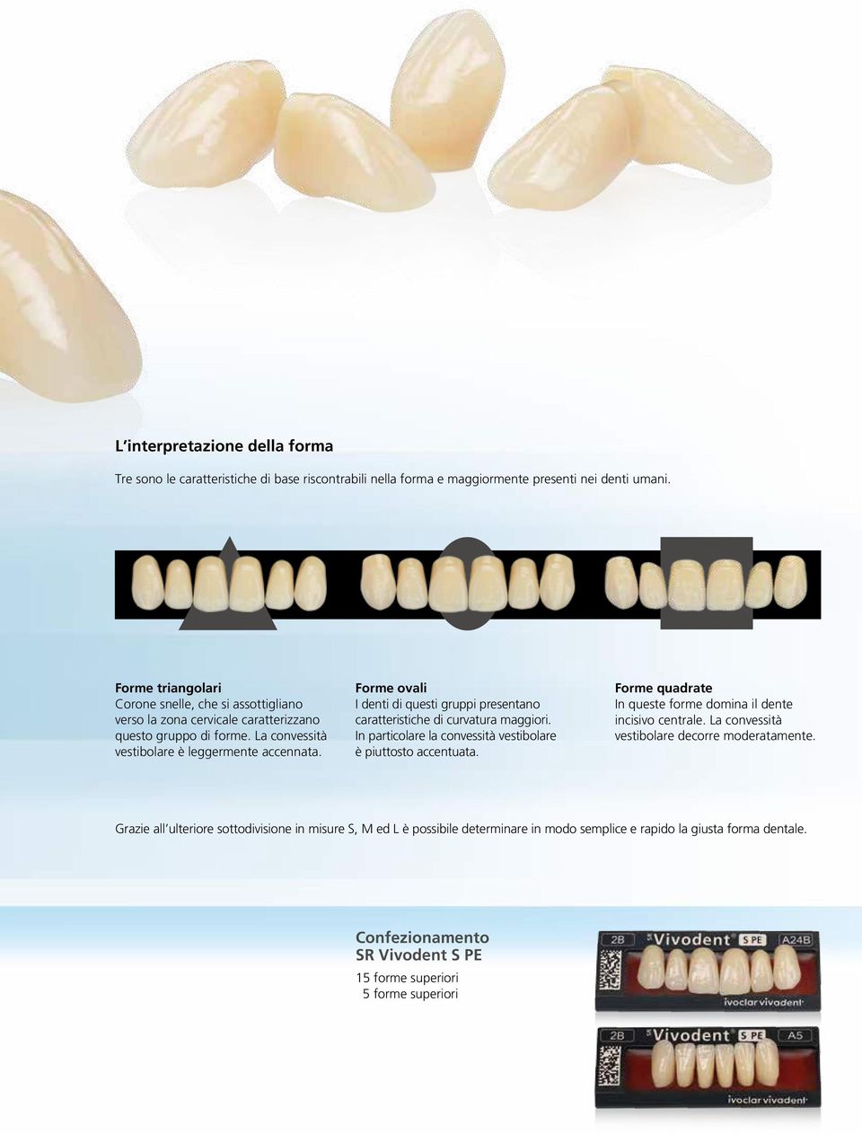 Forme ovali I denti di questi gruppi presentano caratteristiche di curvatura maggiori. In particolare la convessità vestibolare è piuttosto accentuata.