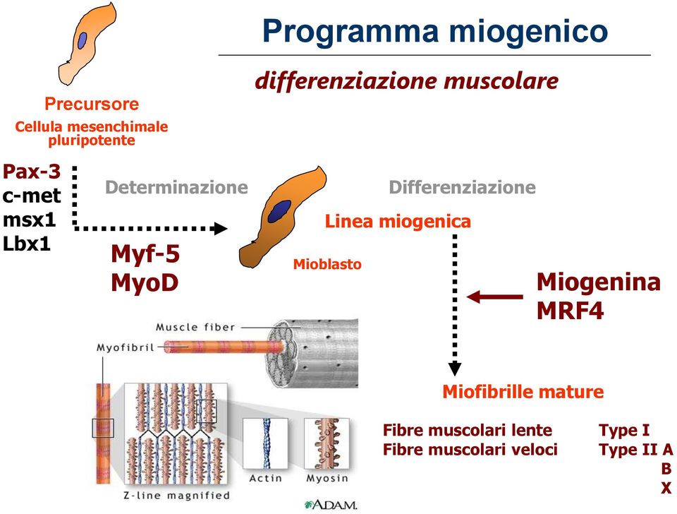 Linea miogenica Mioblasto Differenziazione Miogenina MRF4 Miofibrille