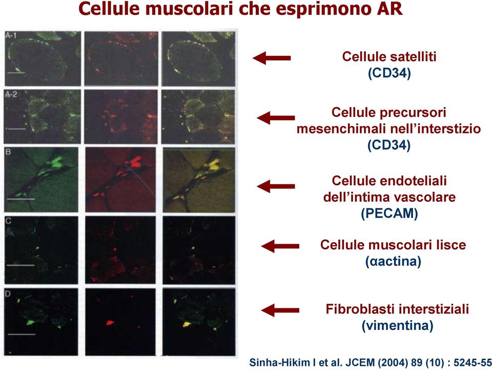 dell intima vascolare (PECAM) Cellule muscolari lisce (αactina)