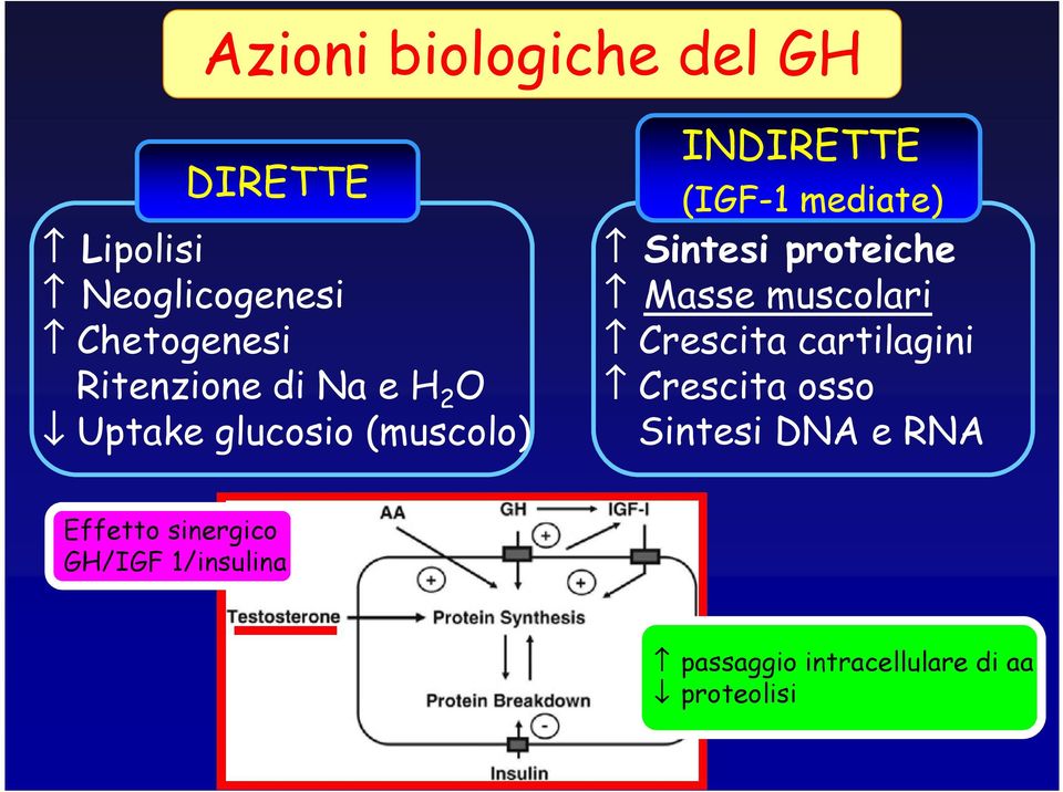 Sintesi proteiche Masse muscolari Crescita cartilagini Crescita osso Sintesi