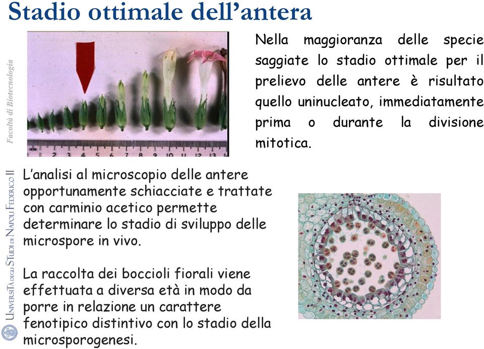 La raccolta dei boccioli fiorali viene effettuata a diversa età in modo da porre in relazione un carattere fenotipico distintivo con